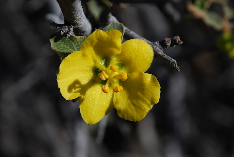 Sivun Fremontodendron californicum (Torr.) Coult. kuva