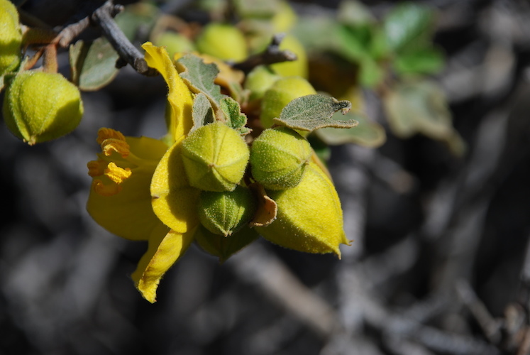 Sivun Fremontodendron californicum (Torr.) Coult. kuva