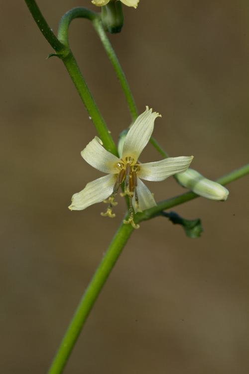 Imagem de Nabalus altissima (L.) Hook.
