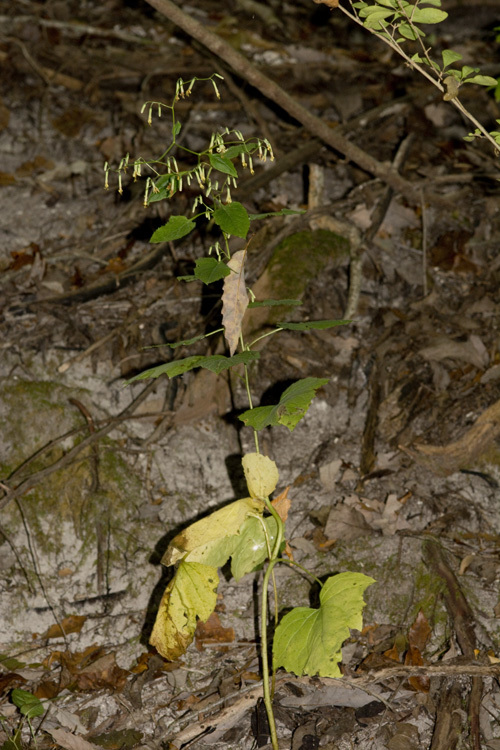 Imagem de Nabalus altissima (L.) Hook.