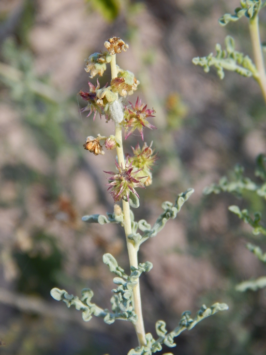 Ambrosia dumosa (A. Gray) Payne的圖片