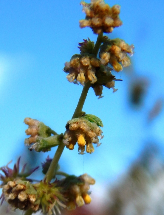 Image of white bursage