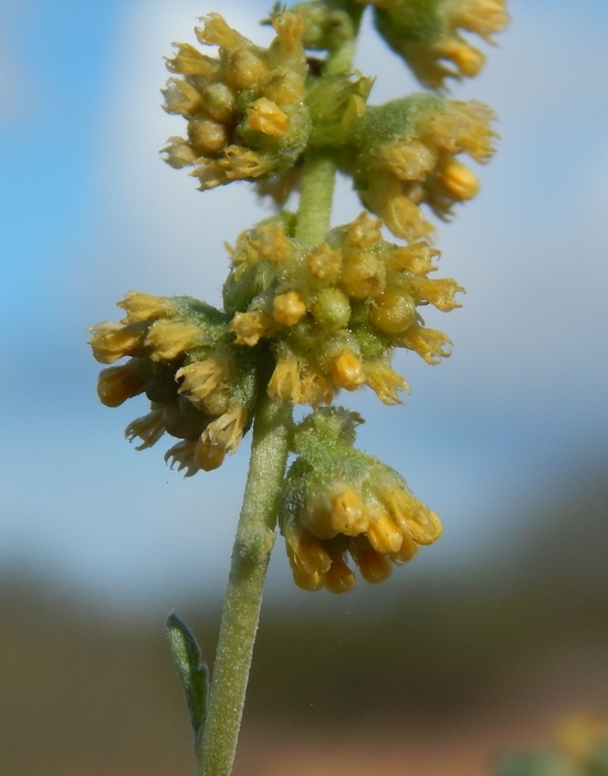 Ambrosia dumosa (A. Gray) Payne的圖片