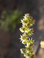 Image of white bursage