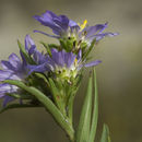 Image of southern prairie aster