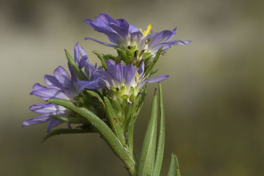 Image of southern prairie aster