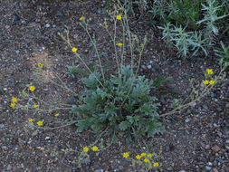 Image of woolly cinquefoil