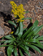 Image of <i>Solidago <i>simplex</i></i> var. simplex