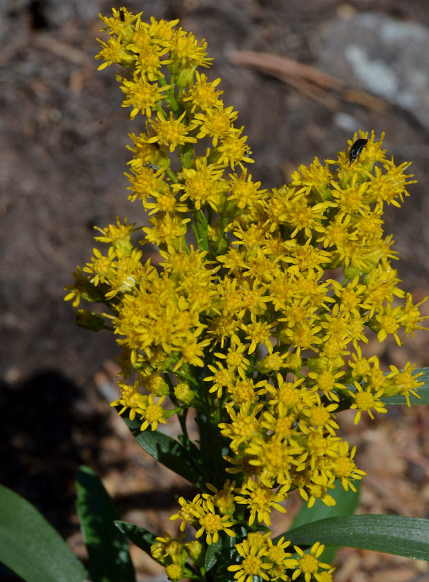 Image of <i>Solidago <i>simplex</i></i> var. simplex