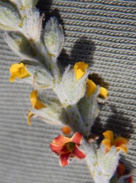 Image of Errazurizia megacarpa (S. Watson) I. M. Johnst.