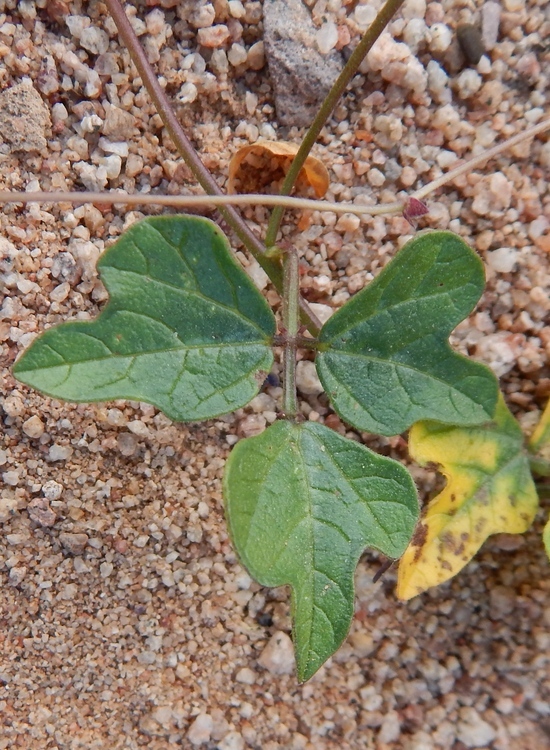 Image of slimjim bean