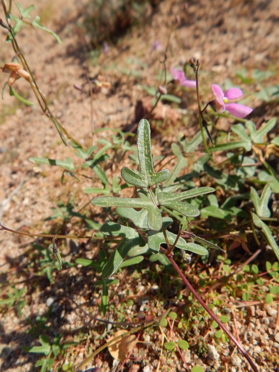 Image of slimjim bean