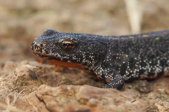 Image of Triturus ivanbureschi Arntzen & Wielstra ex Wielstra, Litvinchuk, Naumov, Tzankov & Arntzen 2013