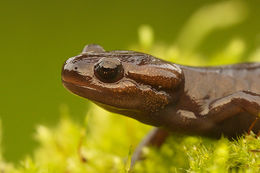 Image of Northwestern Salamander