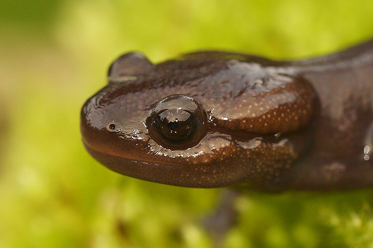 Image of Northwestern Salamander