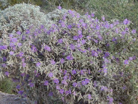 Image of Hinds' nightshade