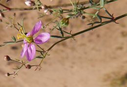 Image of California fagonbush