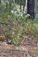 Plancia ëd Sericocarpus tortifolius (Michx.) Nees