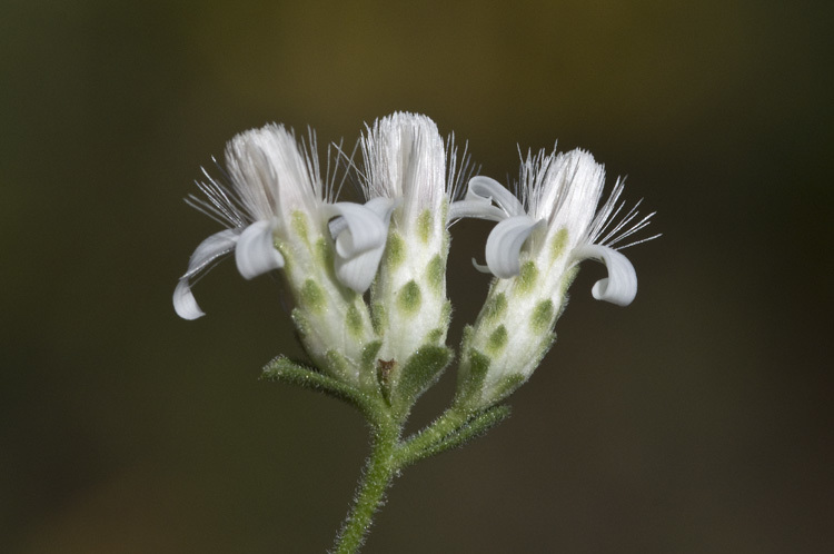 Plancia ëd Sericocarpus tortifolius (Michx.) Nees