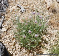 Image of flaxleaf monardella