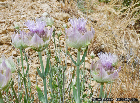 صورة Monardella linoides subsp. oblonga (Greene) Abrams