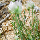 Image of flaxleaf monardella