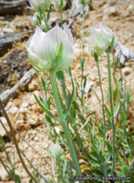 Monardella linoides subsp. oblonga (Greene) Abrams的圖片