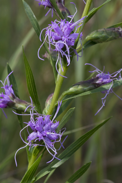 Слика од Liatris oligocephala J. R. Allison