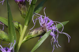 Слика од Liatris oligocephala J. R. Allison