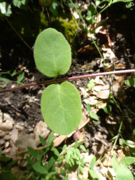 Image of pink honeysuckle