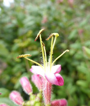 Image of pink honeysuckle