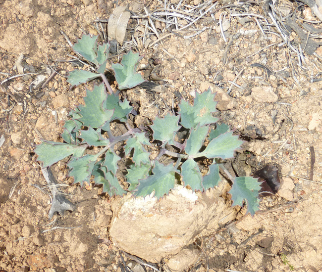 Слика од Lomatium repostum (Jepson) Mathias