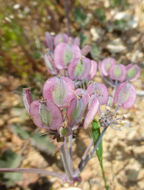 Слика од Lomatium repostum (Jepson) Mathias