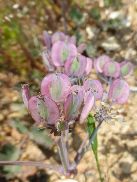 Слика од Lomatium repostum (Jepson) Mathias