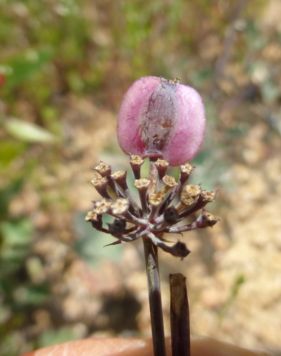 Слика од Lomatium repostum (Jepson) Mathias