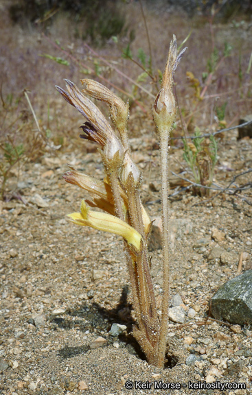 Image of <i>Orobanche fasciculata</i>