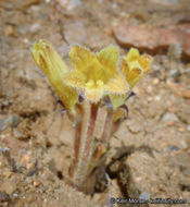 Image of <i>Orobanche fasciculata</i>