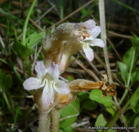 Image of <i>Orobanche fasciculata</i>