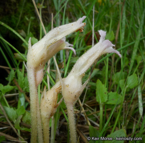 Image of <i>Orobanche fasciculata</i>