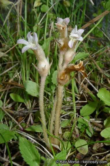 Image of <i>Orobanche fasciculata</i>