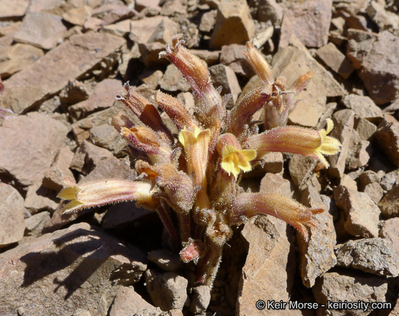 Image of <i>Orobanche fasciculata</i>