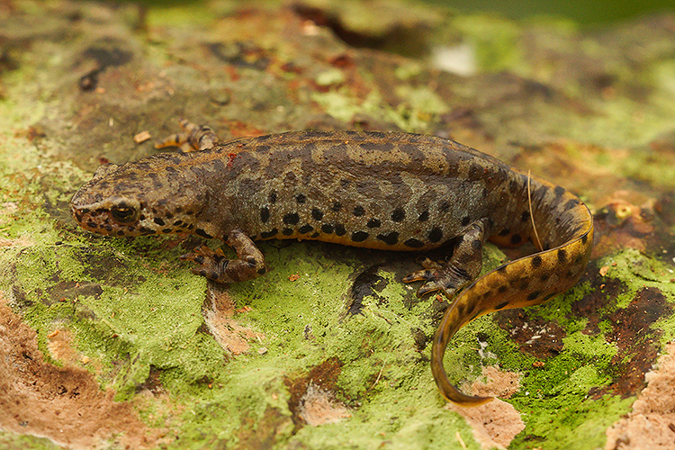 Image of Alpine Newt