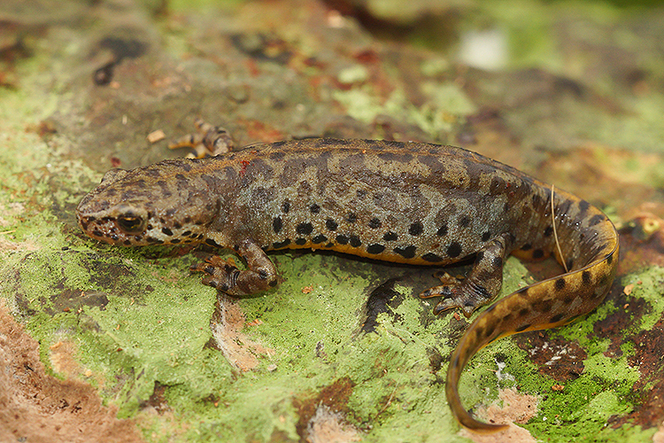 Image of Alpine Newt