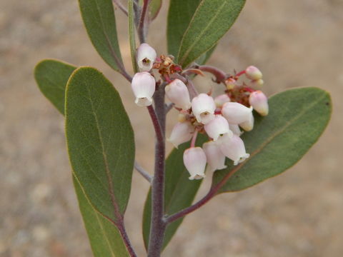 Image of pointleaf manzanita