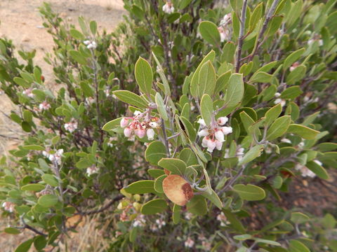 Image of pointleaf manzanita