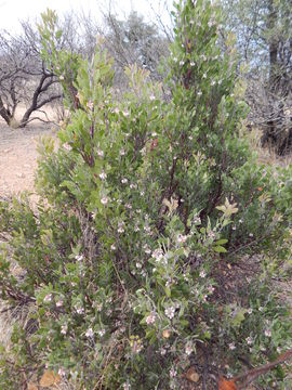 Image of pointleaf manzanita