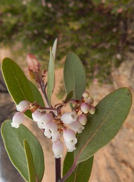 Image of pointleaf manzanita