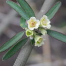 Sivun Euphorbia colletioides Benth. kuva