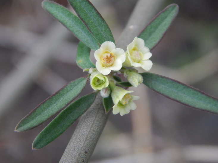 Image of Euphorbia colletioides Benth.