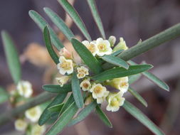 Image of Euphorbia colletioides Benth.